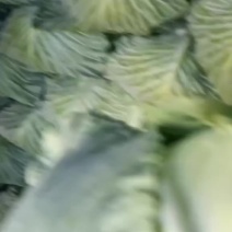 云南扁包菜