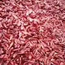 忻州北京红大量上市