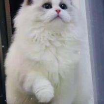 布偶猫咪繁育基地