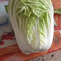 大量供应白菜，有要的可以联系我，支持各种包装
