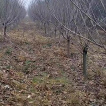 自家苗圃精品樱花8～10公分，土球和质量保证，需要的联系