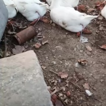 卖鹅