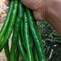 云南辣椒二荆条原厂地发货