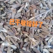 自家打的白术种子
