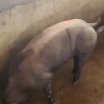 黑杜公猪