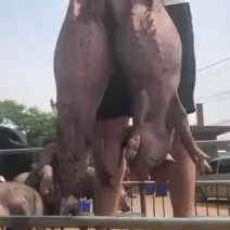 太湖母猪