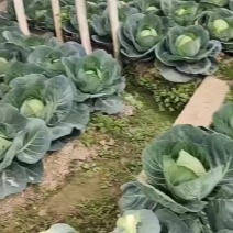 精品甘蓝热卖中需要的老板请与我联系