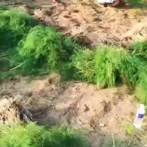 绿芦笋苗一年苗二年苗芦笋基地批发抗病产量高包成活包邮