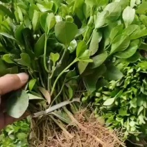 冬青苗床苗大叶冬青黄杨小苗40公分~2米高规格齐