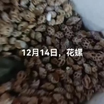 花螺