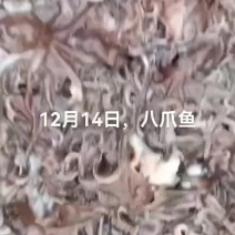 八爪鱼