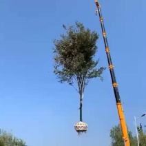 精品榉树，冠幅饱满，树形优美，量大价优，欢迎选购！
