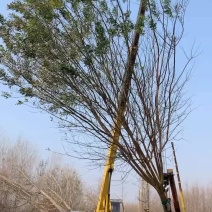 15～25公分精品国槐，树形优美，冠幅饱满！