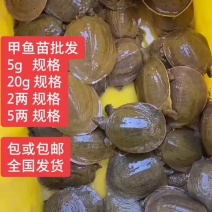 甲鱼苗，没有中间商一手货源