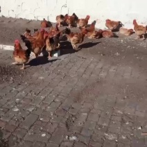 自己家养的大公鸡