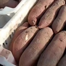 洪洞县白心红薯
