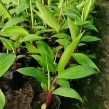 巴西香蕉苗，西贡蕉苗，红蕉苗，威廉斯b6，桂蕉一号等