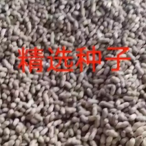 花生种子