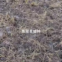 种苗种批发