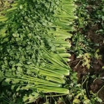 皇妃精品菜好价不高基地种植货源充足稳定质量三保