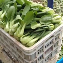 小油菜大量现货