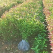 木荷广东苗圃直发提供技术指导包成活售后无忧