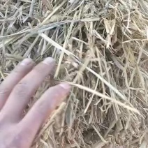 稻草粉碎牛羊饲料柔丝稻壳大包稻草小包稻草