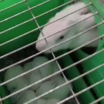 改良杂交肉兔新西兰伊拉黑