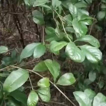 出售四季桂，月月桂，两个品种