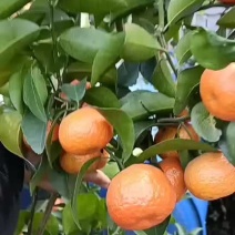 广西沙糖桔挺甜的有要的联系我哦