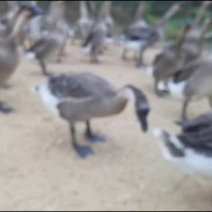 马冈黑种鹅