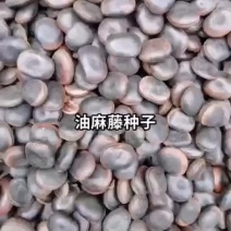 油麻藤种子