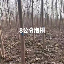 泡桐基地批发规格齐全价格优惠根系发达无病虫害