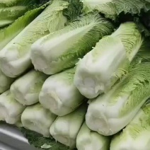 长白菜