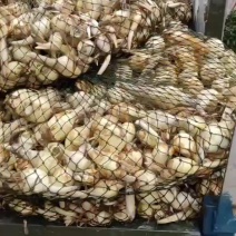 慈菇大中小