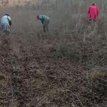朴树苗