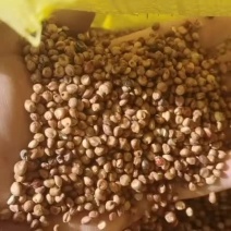 大量岀售延安精品高梁，大颗粒，无霉变，水份14.5.质量一等