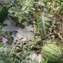 甜王西瓜28号装货