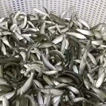 鱼苗各种淡水大小鱼苗…