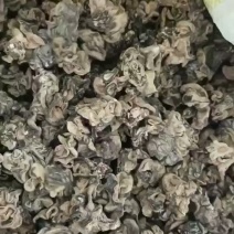 核桃菌，
