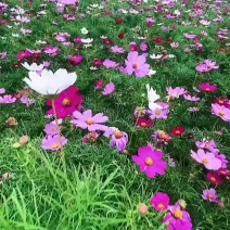波斯菊种子格桑花硫华菊种子易种植开花早花期长量大优惠