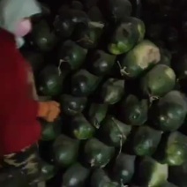精品地冬瓜，大量销售。价格可谈，一手货源。