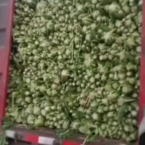 雪里红做腌菜的抓紧啦