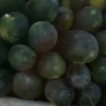 精品地冬瓜大量出售，一手货源，量大从优，价格美丽