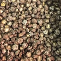 茶花菇新货，型圆肉厚，质量好