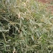 斑竹