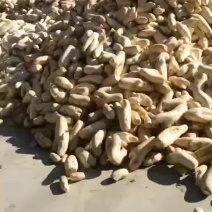 腌菜萝卜大量出售