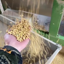 大量出售2022年新黄豆
