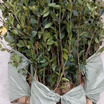 油茶苗，大量批发，大量现货供应，欢迎致电抢购