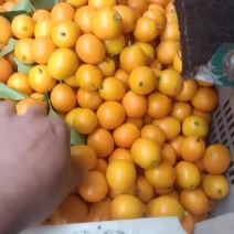 金桔大量供应可对接商超视频看货品质保证